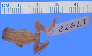 Media type: image; Herpetology A-17972